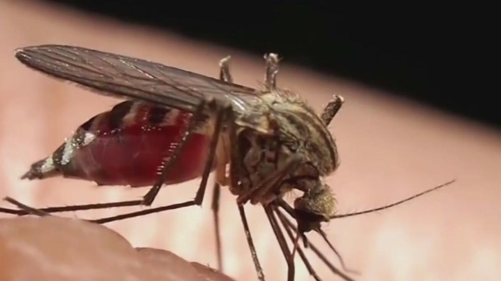 Miami-Dade begins annual campaign attempting to keep mosquitoes in check — CBS Miami, Coconut Creek Community news