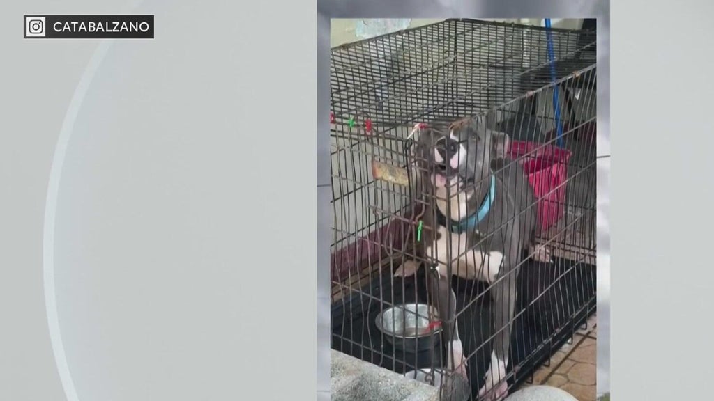 Miami-Dade Animal Services issues new warning after viral dog neglect posts — CBS Miami, Coconut Creek Community news