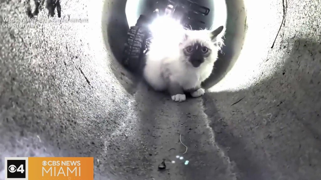 "R2-D2" robot rescues kitten trapped in Utah drain pipe — CBS Miami, Coconut Creek Community news