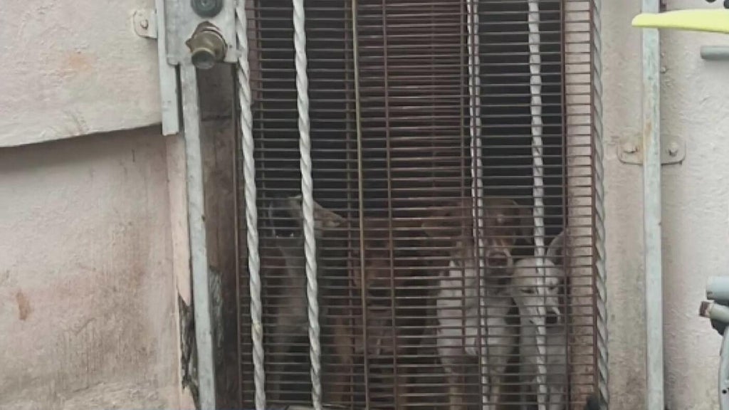 Miami Beach man arrested after 19 dogs, elderly woman found living in deplorable conditions, police say — Coconut Creek Real Estate news