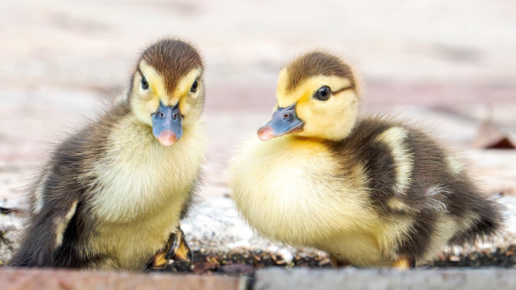 Florida woman intentionally ran over, killed 11 ducklings for making "mess in her yard," sheriff's office says — CBS Miami, Coconut Creek Community news