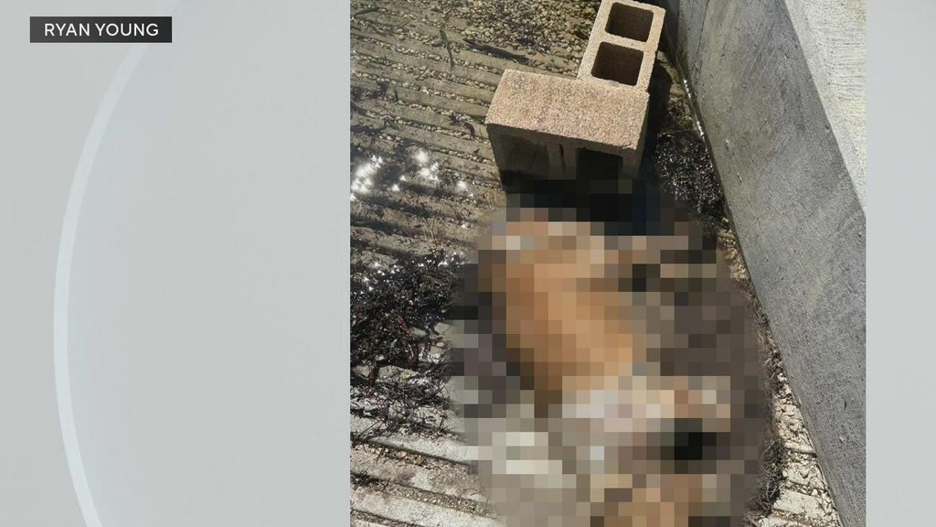 Miami police investigate after dog found dead underwater, tied to cinder blocks off Coconut Grove — CBS Miami, Coconut Creek Government news
