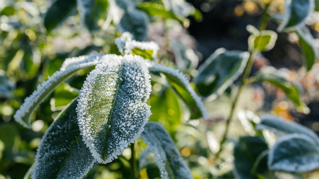 The first frost of the season is expected Saturday. Here's how to prepare your garden — WCCO / CBS Minnesota, Coconut Creek Sports news