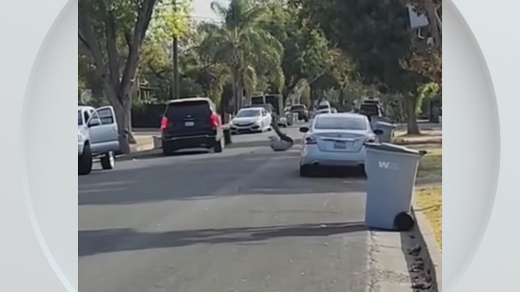 Federal immigration vehicle hits pedestrian in Woodland, police say — CBS Bay Area (KPIX), Coconut Creek Health news