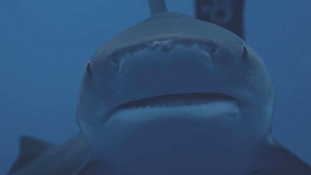 South Florida shark diving operators push back against Florida Safe Seas Act: "There's a huge double standard here" — CBS Miami, Coconut Creek Sports news