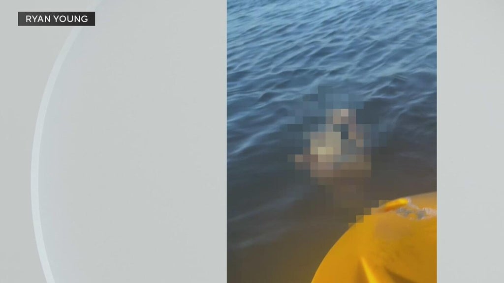 Police investigate after a dog was found underwater tied to cinder blocks in Miami — CBS Miami, Coconut Creek Government news