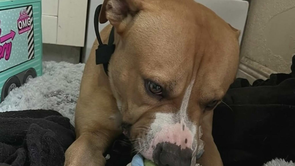 Teen girl remains hospitalized after dog attack in northwest Miami-Dade; owner surrenders pit bull — CBS Miami, Coconut Creek Health news