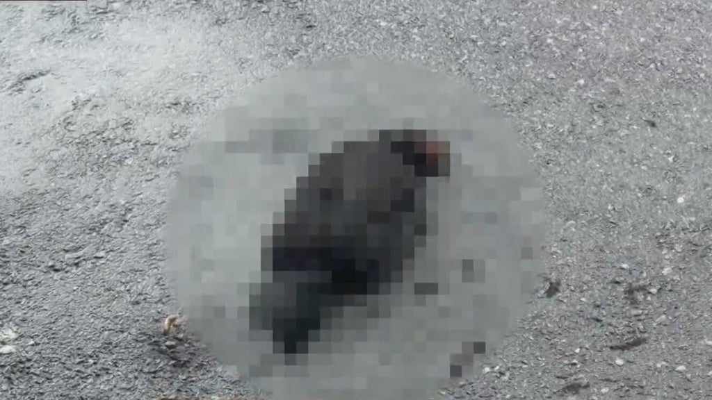 Hialeah doctor reports six dead chickens outside medical office building; cause is unknown — Coconut Creek Health news