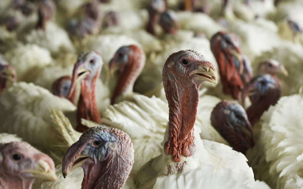 Bird flu detected in Iowa commercial flock for first time in nearly a year — Coconut Creek Health news