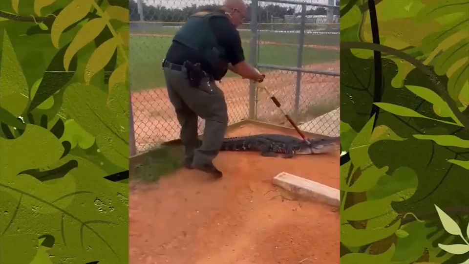 Officers wrangle alligator out of baseball field at Kissimmee high school — WSVN 7 Local News