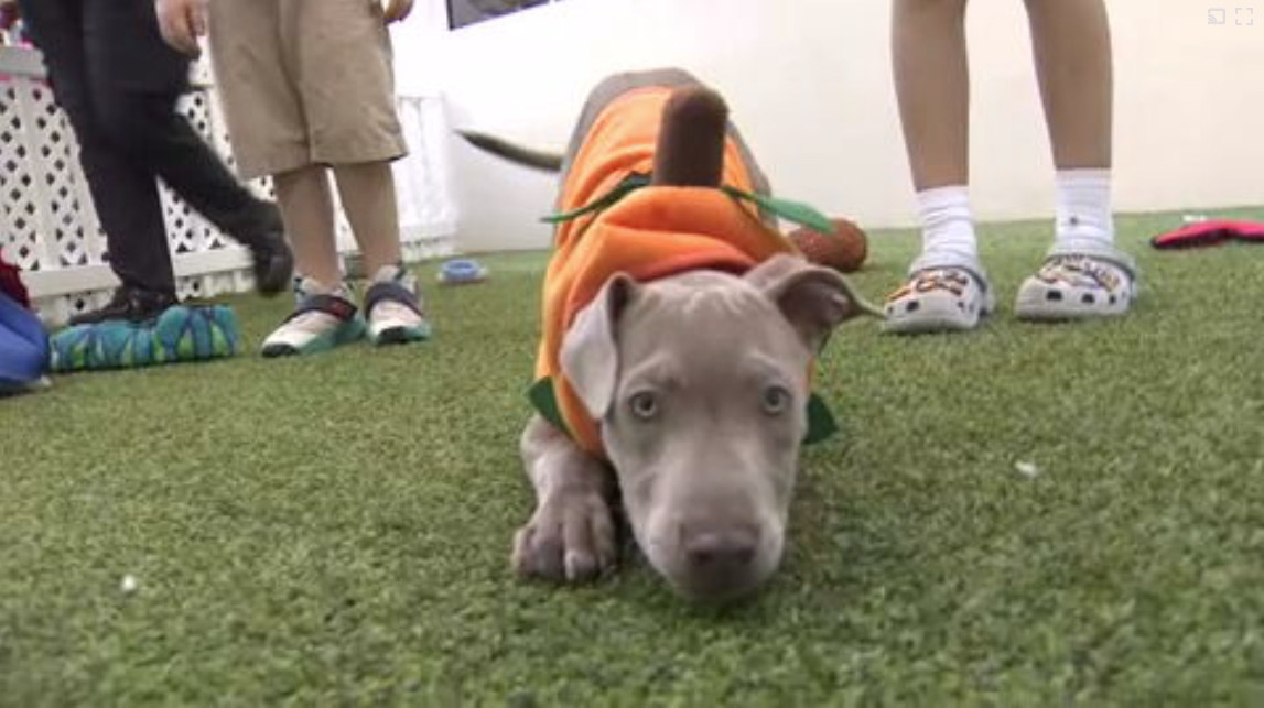 Count Barkula Halloween Festival connects families to shelter dogs in Dania Beach — WSVN 7 Broward, Coconut Creek Arts news